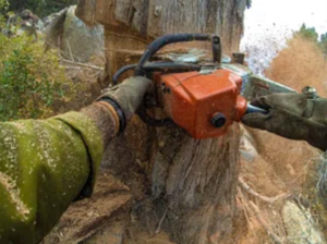 tree removal Sunshine Coast